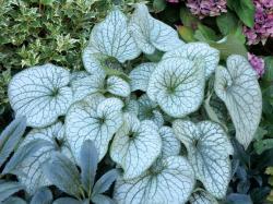 large light green leaves with dark green detail