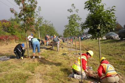 volunteers planting trees beside the highway