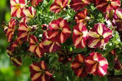 pink and yellow petunia flowers