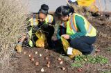 Students from St. Joan of Arc Catholic Secondary School plant over 6,000 bulbs around the LO site.