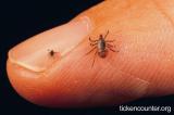 Infected ticks can carry Lyme disease which can affect the heart and nervous system in humans.