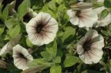 White Russian is a new petunia from Proven Winners.