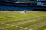 President of Greenhorizons, Ron Schiedel, puts water to the newly laid sod at the Rogers Centre, just before game time.