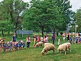 Sheep maintaining the turf at parks  in Montreal are introducing families to urban farming.