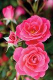 Aurora Borealis, the latest rose Vineland’s 49th Parallel Collection, is coming to garden centres in 2021.
