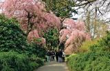 Green City delegates enjoyed seeing Vancouver’s VanDusen Botanical Gardens