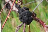 Black knot can be caused by the fungus Apiosporina morbosa.