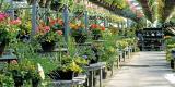 Providing quality plants in a wide selection with great customer service will keep the independent garden centre successful.