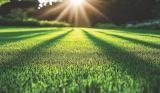 green lawn
