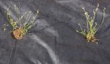 weed cloth barrier