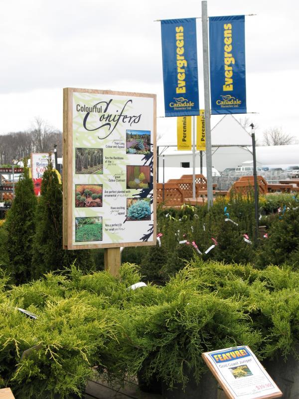 2007 - Outstanding Display of Plant Material - Evergreens and/or Broadleaf Evergreens - Colourful Conifers Display