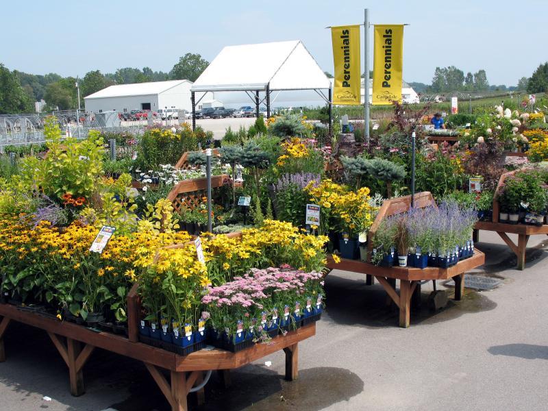 2008 - Outstanding Display of Plant Material - Annuals and/or Perennials - Perennial Benching