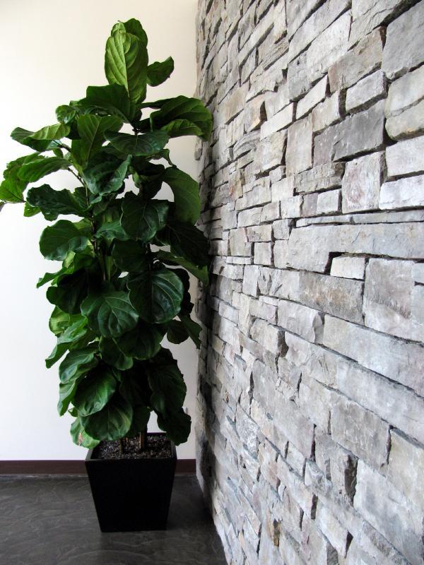 2009 - Interior Plantscaping Design and Installation   - Ficus Lyrata in lobby entrance