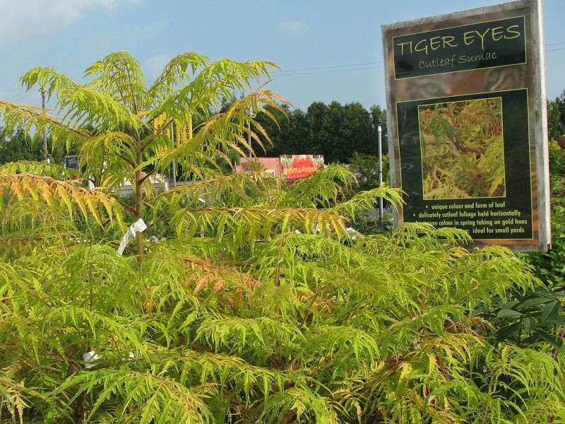 2010 - Outstanding Display of Plant Material - Deciduous Shrubs and/or Trees - Deciduous Shrubs - Tiger Eye Sumac