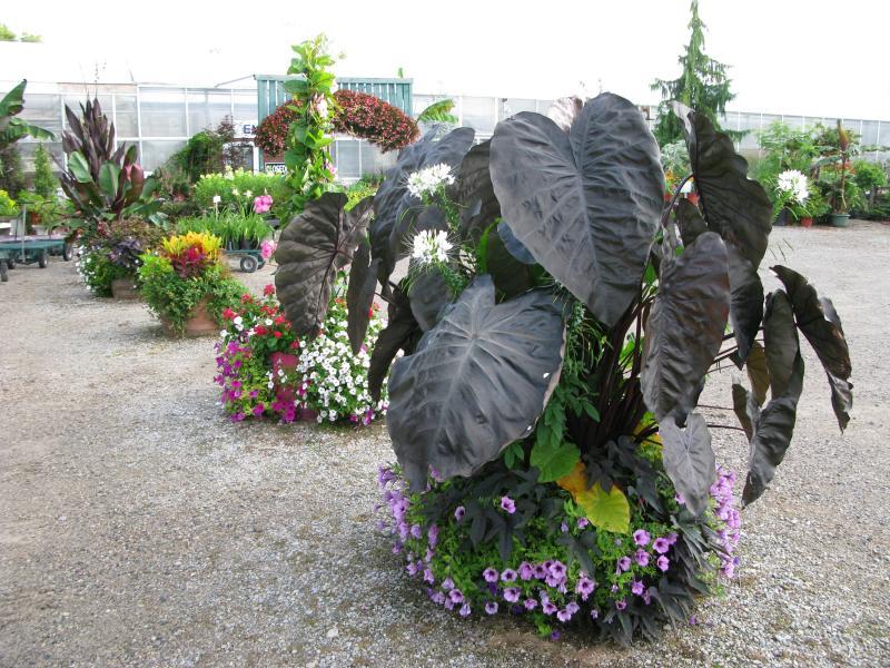 2011 - Outstanding Display of Plant Material - Your Specialty