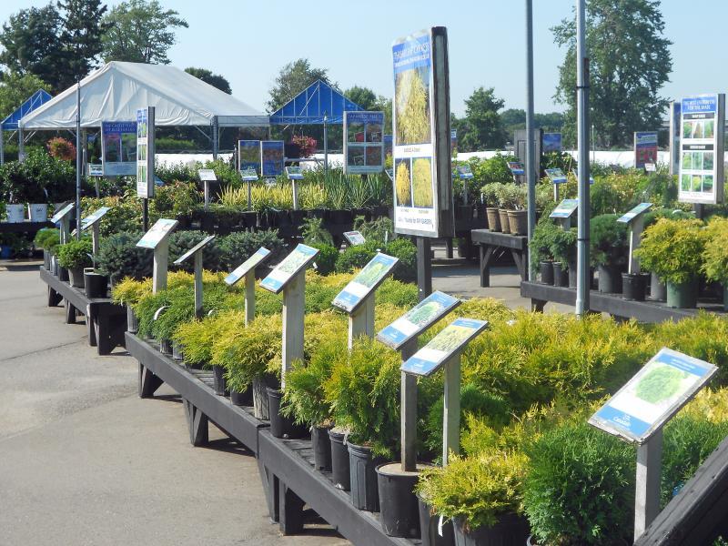 2012 - Outstanding Display of Plant Material - Evergreens and/or Broadleaf Evergreens - Evergreen Display Colour Block