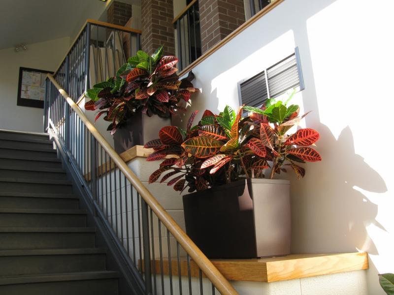 2012 - Interior Plantscaping Maintenance - Crotons along stairwell