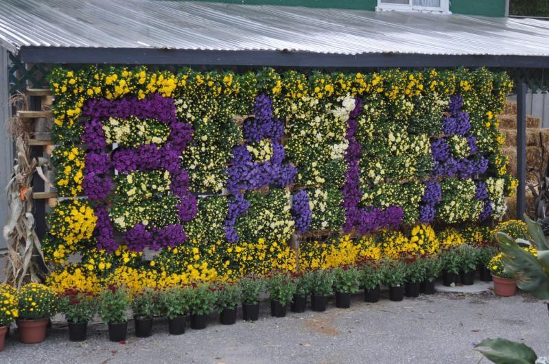 2013 - Outstanding Display of Plant Material - Annuals and/or Perennials