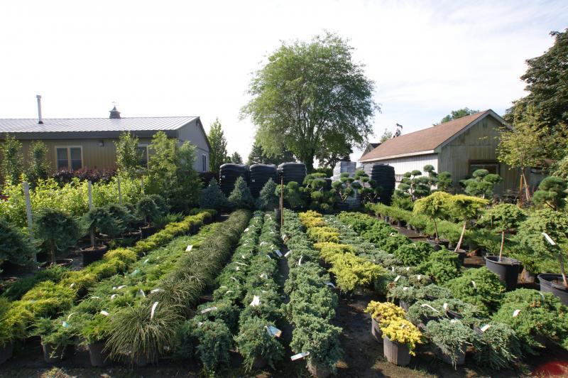 2013 - Outstanding Display of Plant Material - Evergreens and/or Broadleaf Evergreens - Fully stocked