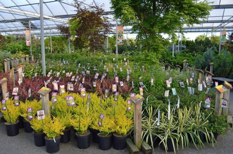2015 - Outstanding Display of Plant Material - Evergreens and/or Broadleaf Evergreens
