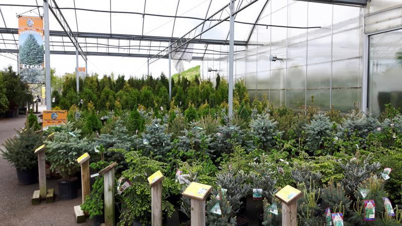 2016 - Outstanding Display of Plant Material - Evergreens and/or Broadleaf Evergreens