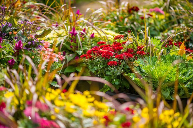 2016 - Outstanding Display of Plant Material - Annuals and/or Perennials