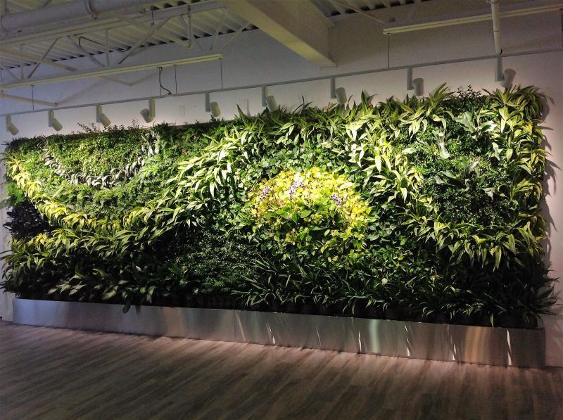 2016 - Interior Landscape Maintenance - Greater than $2,500 per annum - 22' wide x 8' tall Living Wall in Office