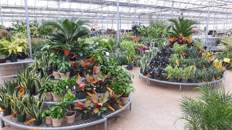 2017 - Outstanding Display of Plant Material - Your Specialty
