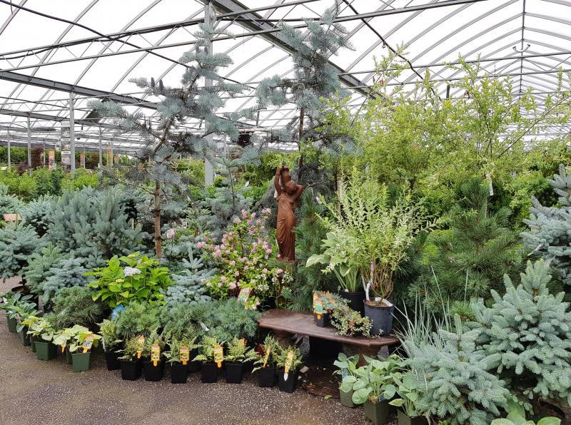 2018 - Outstanding Display of Plant Material - Evergreens and/or Broadleaf Evergreens - Statuesque Statement Pieces