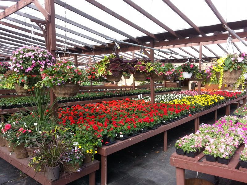 2019 - Outstanding Display of Plant Material - Annuals and/or Perennials - Inside the Greenhouse