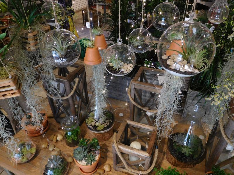 2019 - Outstanding Display of Plant Material - Annuals and/or Perennials - Air Plant Hanging Glass Globes