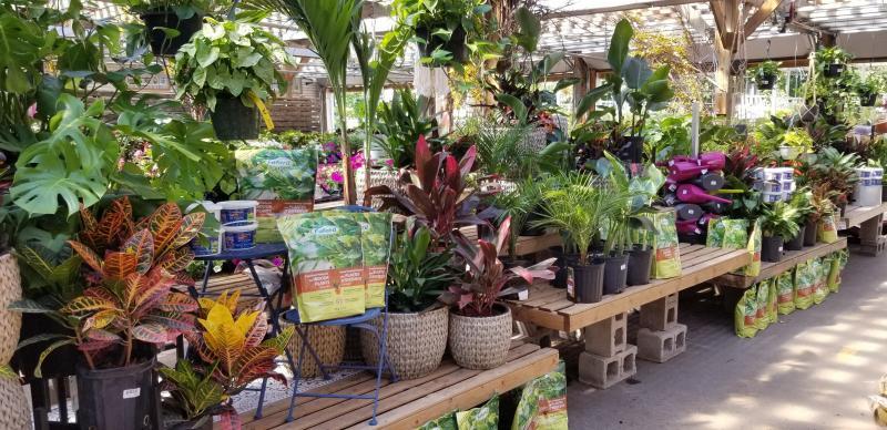 2021 - Outstanding Display of Plant Material - Annuals and/or Perennials - Welcome to the Jungle 2