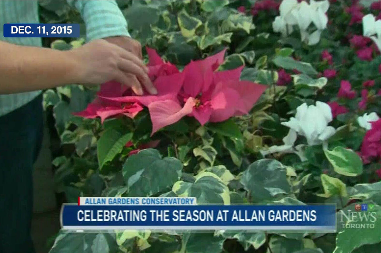Caring for christmas plants – Landscape Ontario