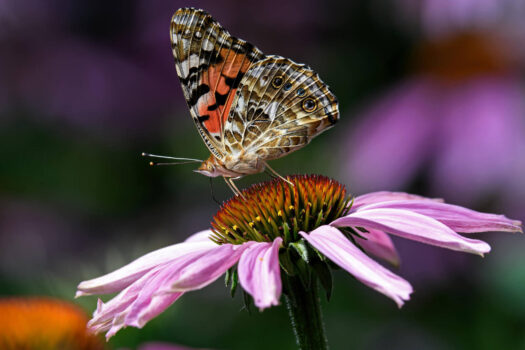 Butterfly on a cone flower-web