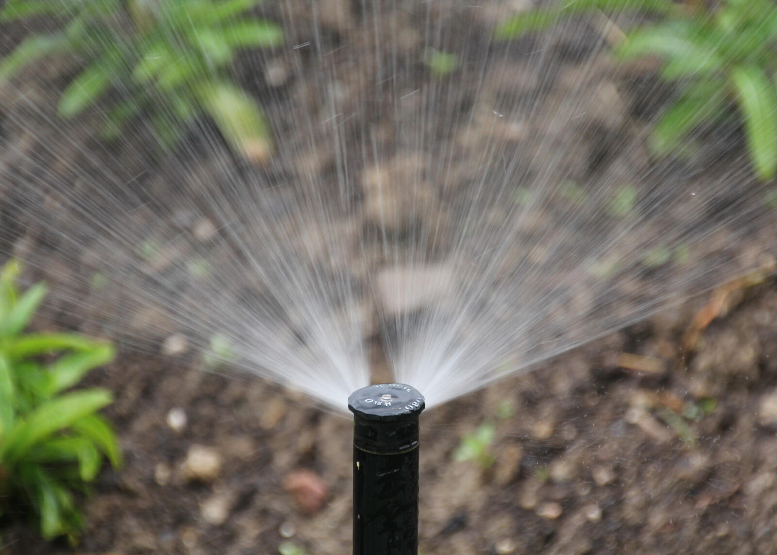 irrigation