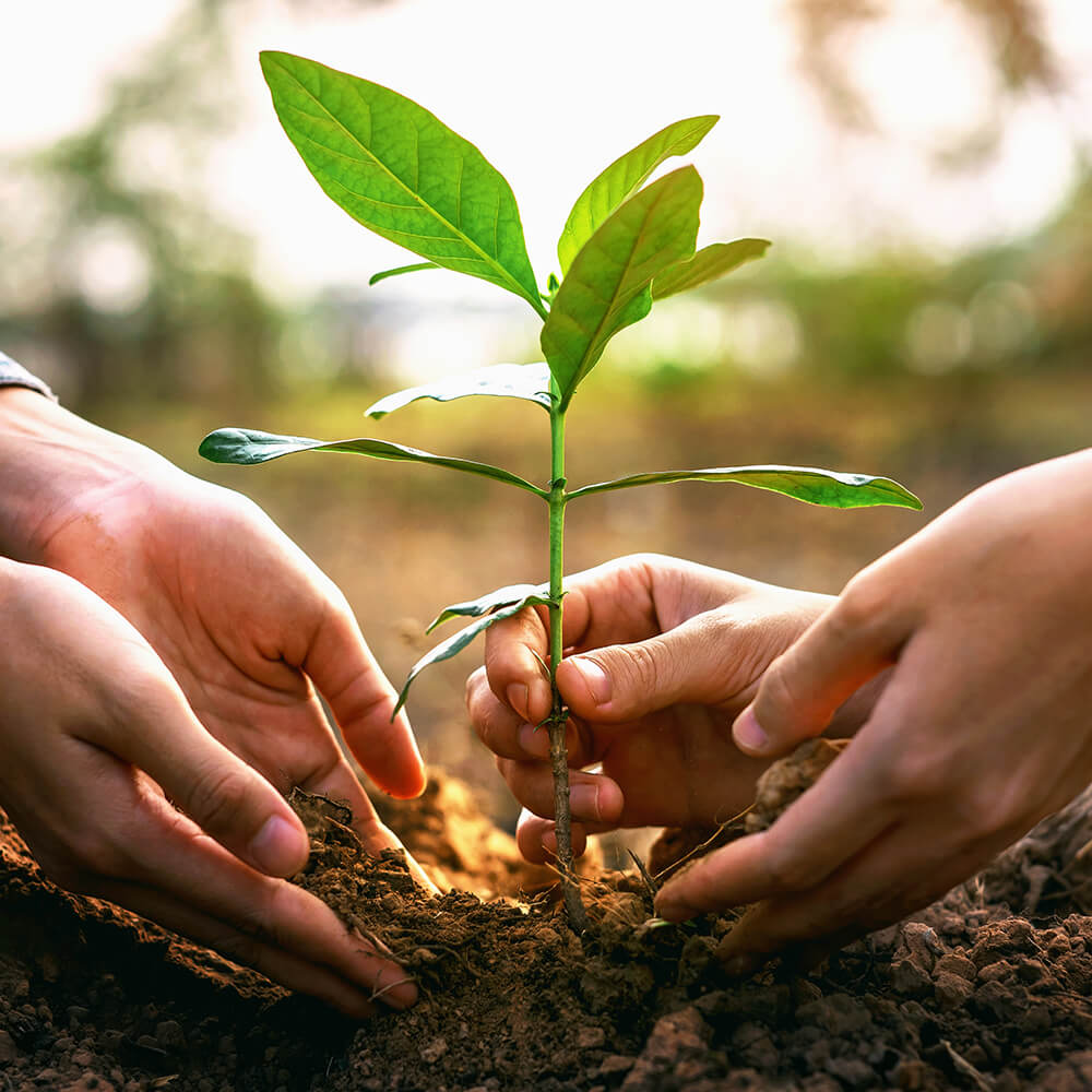 shutterstock_2495612457-tree-planting-sq-web
