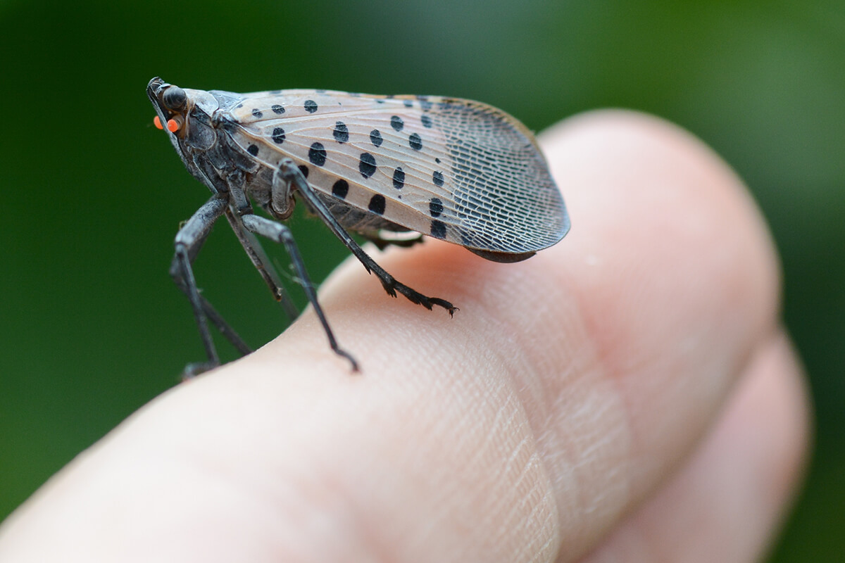 spotted lanternfly_2198264069-web.jpg