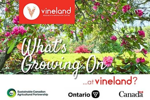 vineland event summer 2025.jpg