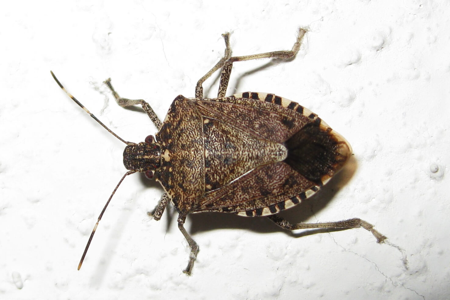1590324977.stink_bug_large_9810-web