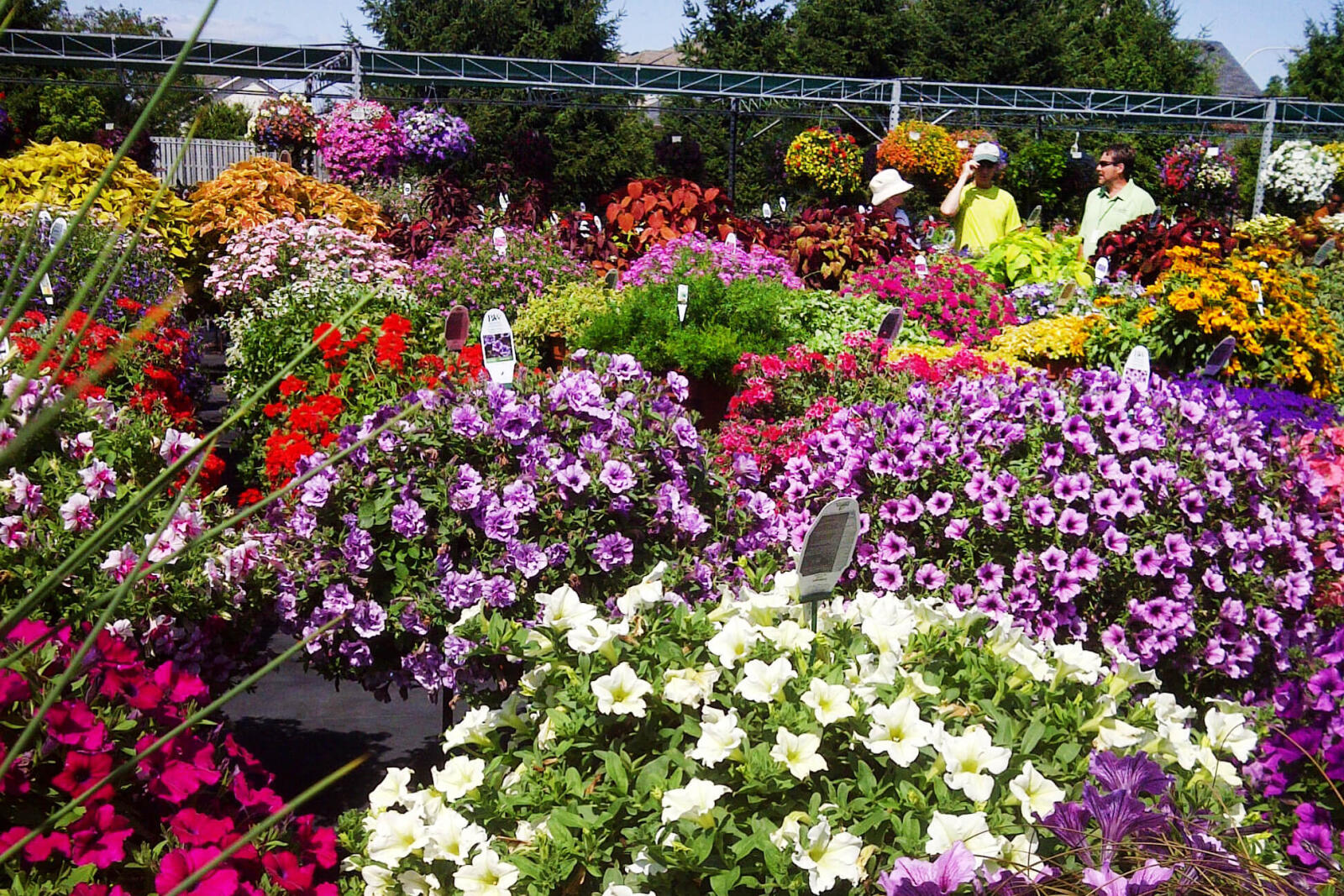 1590544465.Proven_Winners-20110726-web