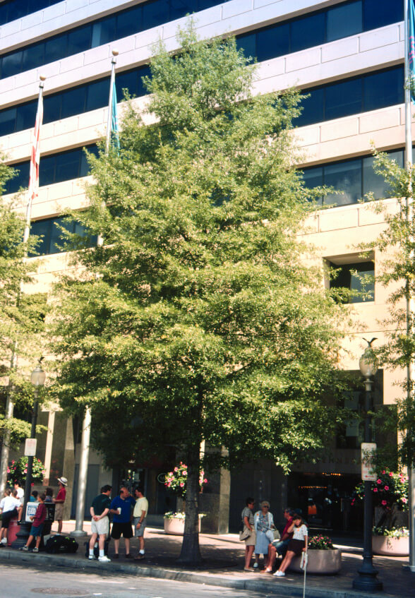 1592185414.Quercus_phellos_-_Hs3-web