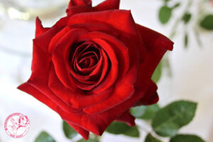 a deep red rose