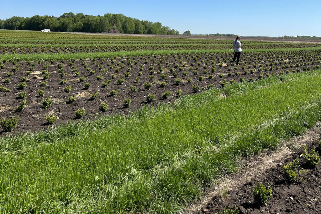 A person standing in a field of small shrubs