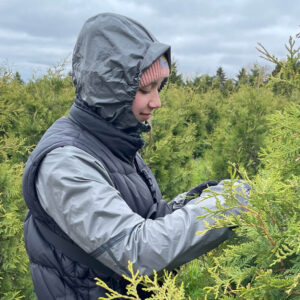 A person inspecting plants