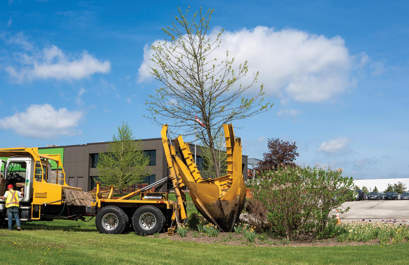 A large yellow tree spade holding an oak tree