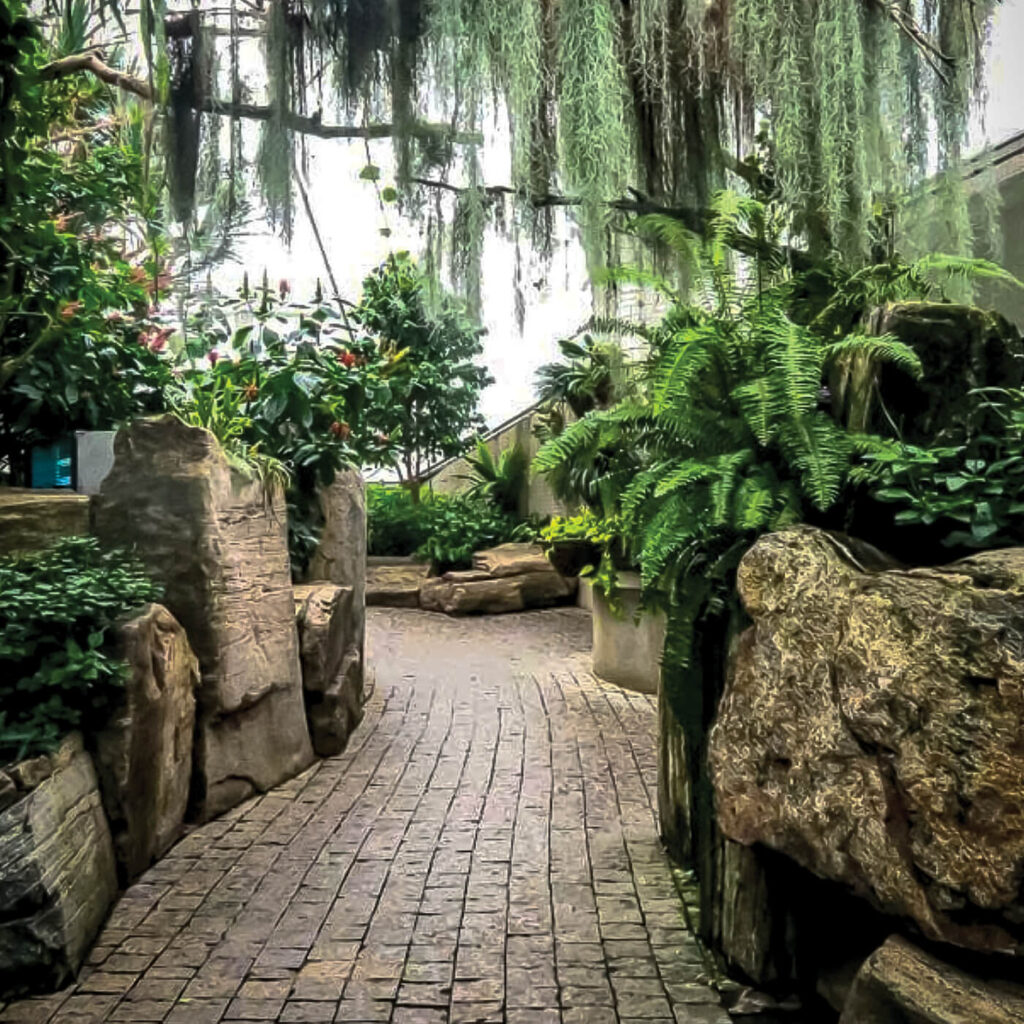 Natural stone and plants leading down a path inside a conservatory