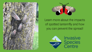 Invasive Species Centre logo with an image of a grey moth with black dots on its wings
