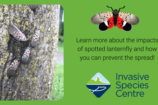 Invasive Species Centre logo with an image of a grey moth with black dots on its wings