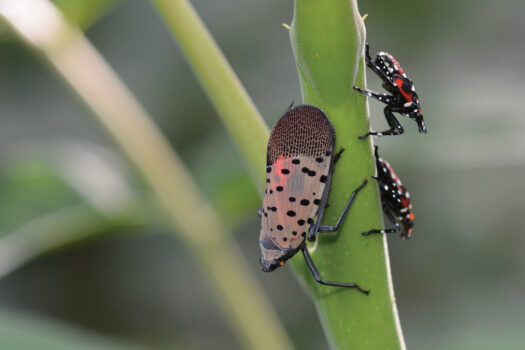 A grey moth with black spots and smaller black bugs with red and white dots