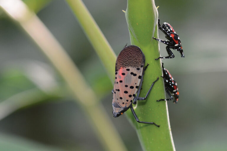 A grey moth with black spots and smaller black bugs with red and white dots